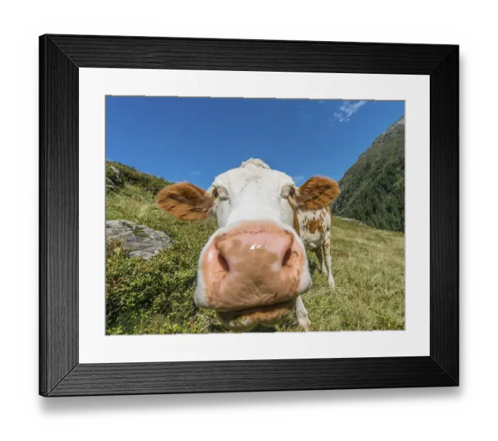 Framed Print : Curious cow in a meadow, Rohrmoos-Untertal