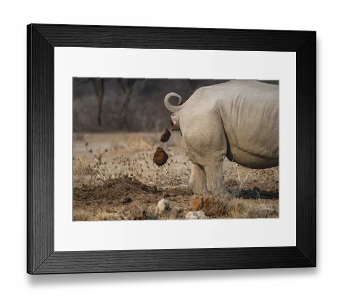 Framed Print : Shitting Rhino, Animal Dung, Funny
