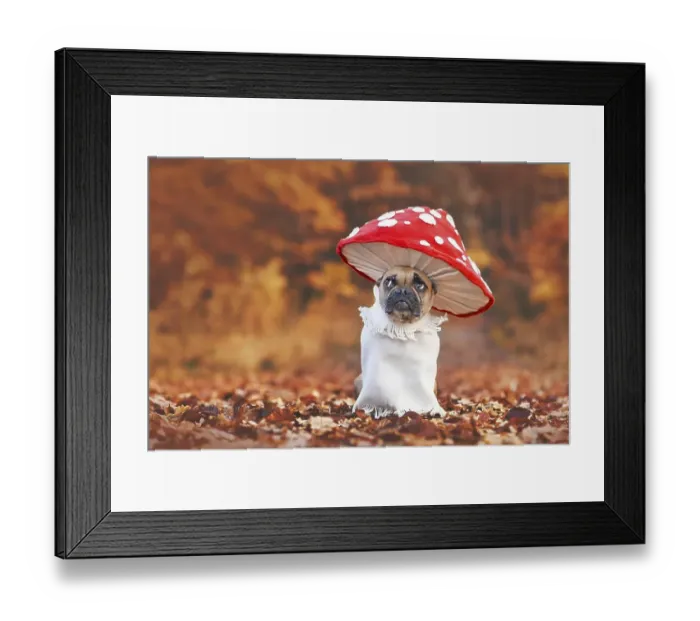 Framed Print : Funny French Bulldog dog in unique fly agaric mushroom costume standing in orange autumn forest with copy space