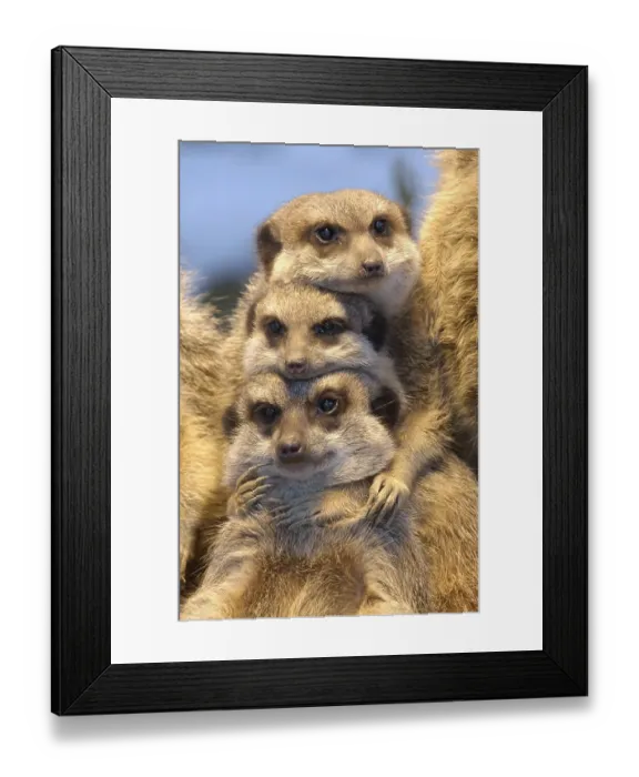 Framed Print : Meerkat (Suricata suricatta)