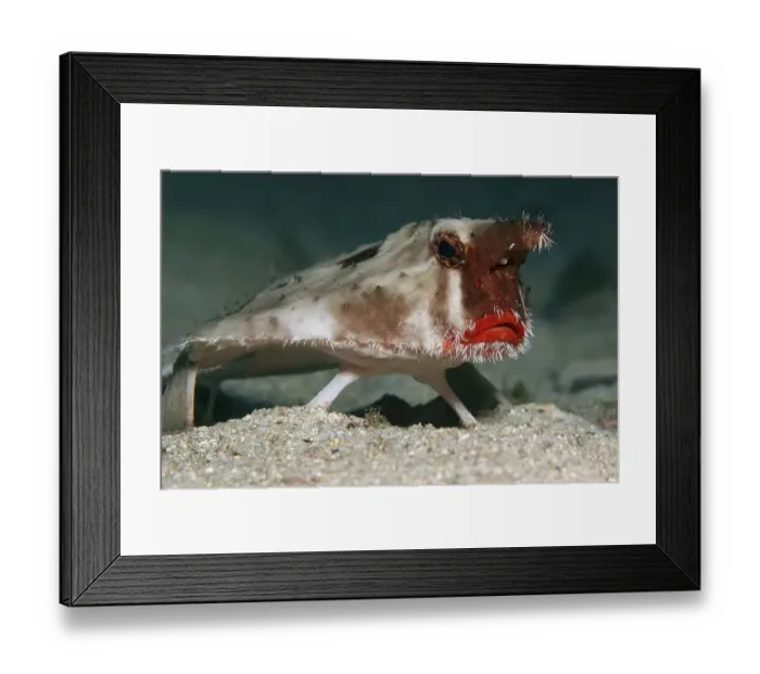 Framed Print : Red-lipped batfish or Galapagos batfish