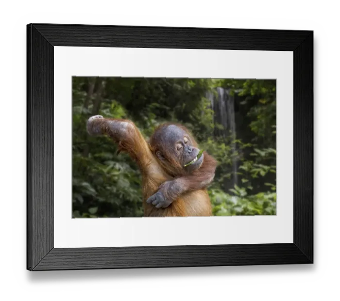 Framed Print : Young Sumatran orangutan (Pongo abelii) eating leaf while scratching itchy armpit