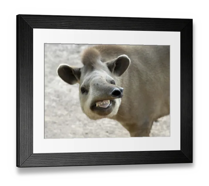 Framed Print : Portrait of a South American Tapir (Tapirus terrestris) Framed Print : Portrait of a South American Tapir (Tapirus terrestris)