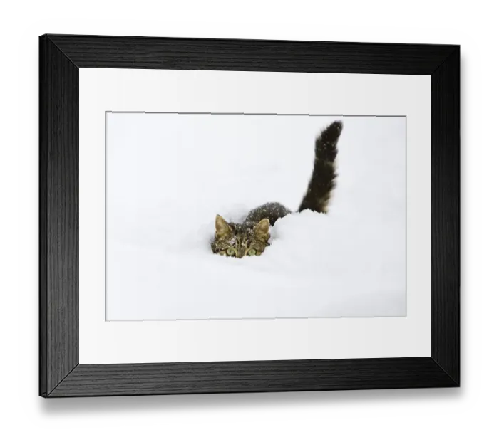 Framed Print : Cat in snow, domestic cat, male Framed Print : Cat in snow, domestic cat, male
