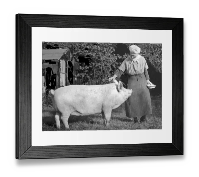 Framed Print : Historic photograph, woman stroking a large pig