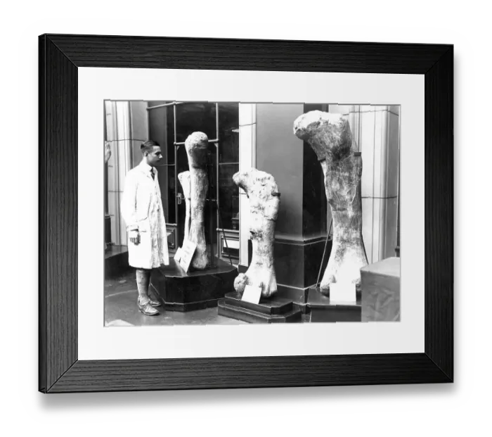 Framed Print : Historic photo, research scientist with dinosaur bones Framed Print : Historic photo, research scientist with dinosaur bones