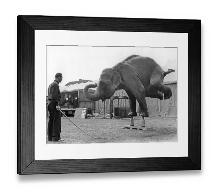 Framed Print : Historic photograph, elephant performing a handstand on bottles