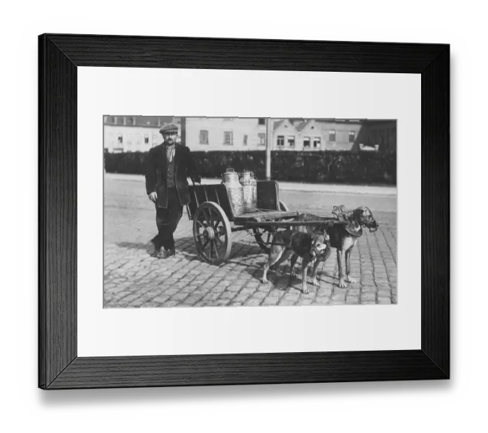Framed Print : Historic photograph, dogs pulling a milk wagon Framed Print : Historic photograph, dogs pulling a milk wagon