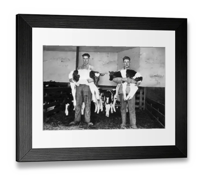 Framed Print : Two farmers holding calves, historic photograph