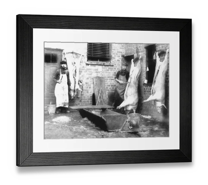 Framed Print : Butcher with three pigs, historic photgraph