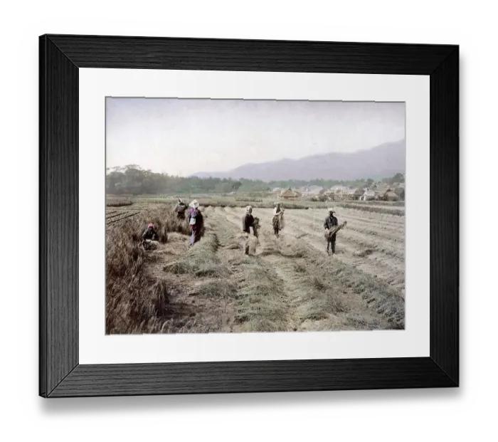 Framed Print : Farmers during harvest, Japan, Asia Framed Print : Farmers during harvest, Japan, Asia