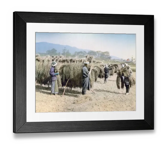 Framed Print : Farmers in field, Japan, Asia