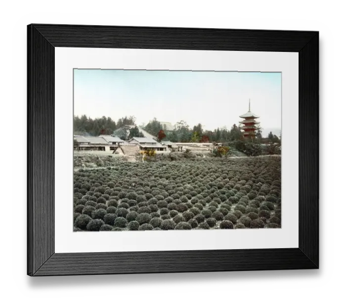 Framed Print : Tea field, Toji Pagoda behind, Kyoto, Japan, Asia