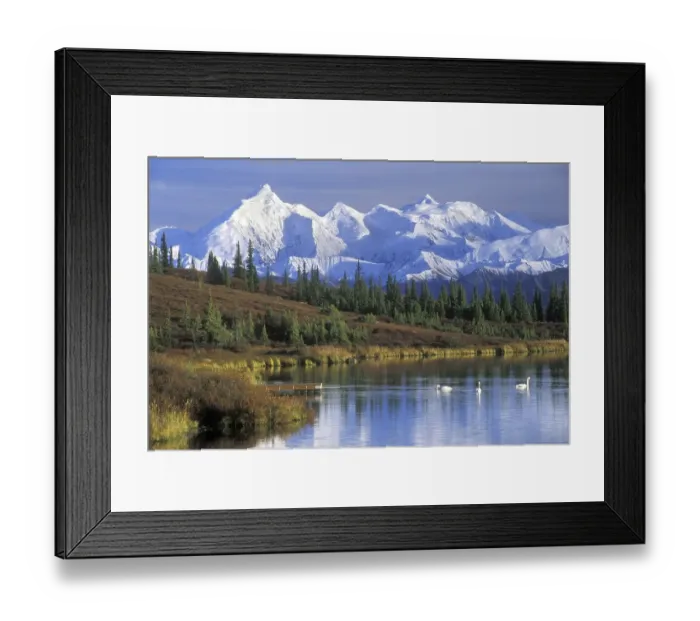 Framed Print : Kleine zwanen op Wonder Lake met zicht op The Alaska Range Framed Print : Kleine zwanen op Wonder Lake met zicht op The Alaska Range
