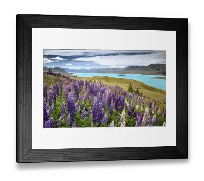 Framed Print : Lupines (Lupinus) in front of turquoise Lake Tekapo Framed Print : Lupines (Lupinus) in front of turquoise Lake Tekapo