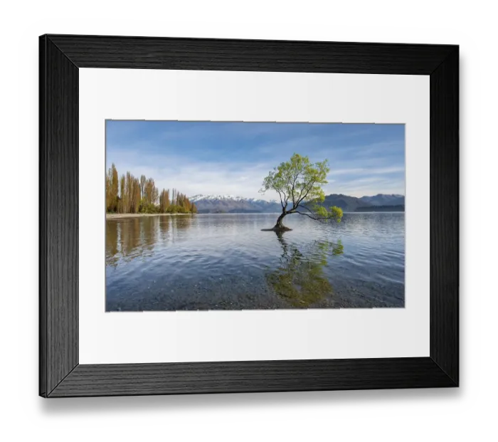 Framed Print : Single tree stands in water, Wanaka Lake
