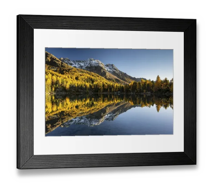 Framed Print : Autumn larch forest reflected in the mountain lake Lago di Saoseo Framed Print : Autumn larch forest reflected in the mountain lake Lago di Saoseo