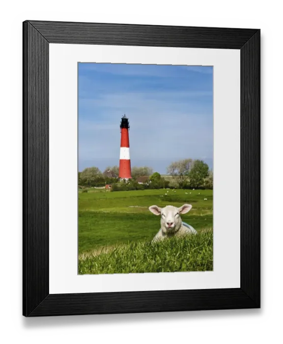 Framed Print : Lamb in front of the lighthouse