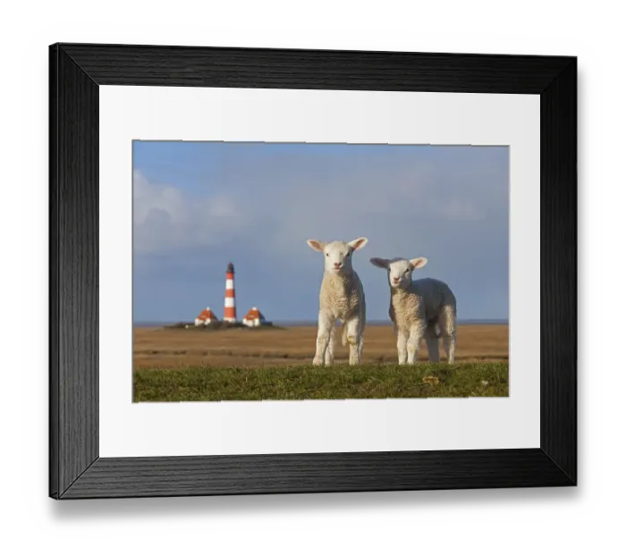Framed Print : Westerheversand lighthouse and two white lambs on salt marsh near Westerhever