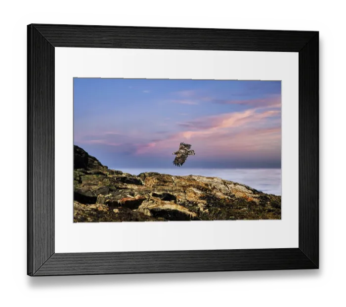 Framed Print : White-tailed eagle (Haliaeetus albicilla) flying over rocks in nature reserve
