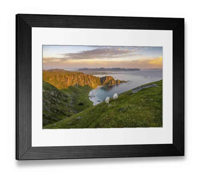 Framed Print : Evening atmosphere, sheep grazing on the mountainside Framed Print : Evening atmosphere, sheep grazing on the mountainside