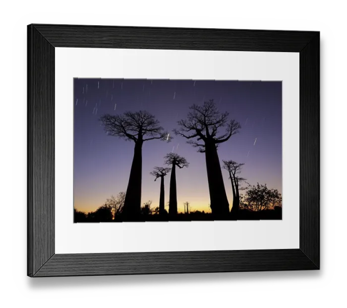 Framed Print : Grandidier's Baobabs (Adansonia grandidieri) Framed Print : Grandidier's Baobabs (Adansonia grandidieri)