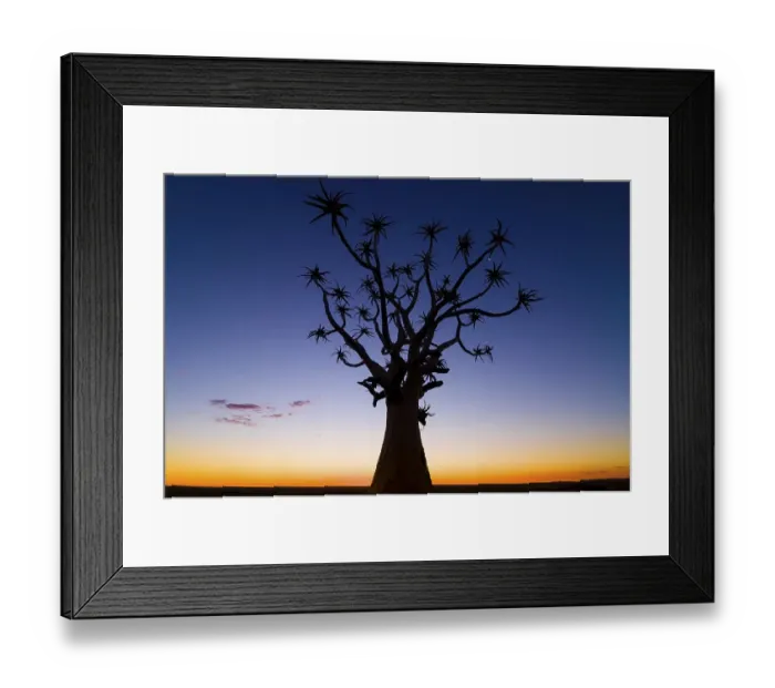 Framed Print : Quiver tree or Kokerboom (Aloe dichotoma) Framed Print : Quiver tree or Kokerboom (Aloe dichotoma)