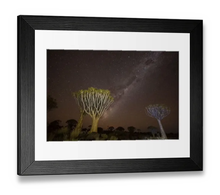 Framed Print : Quiver tree (Aloe dichotoma), Night with starry sky