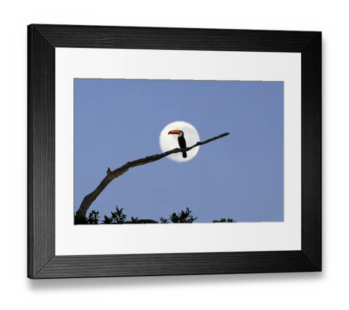 Framed Print : Giant toucan (Ramphastos toco)