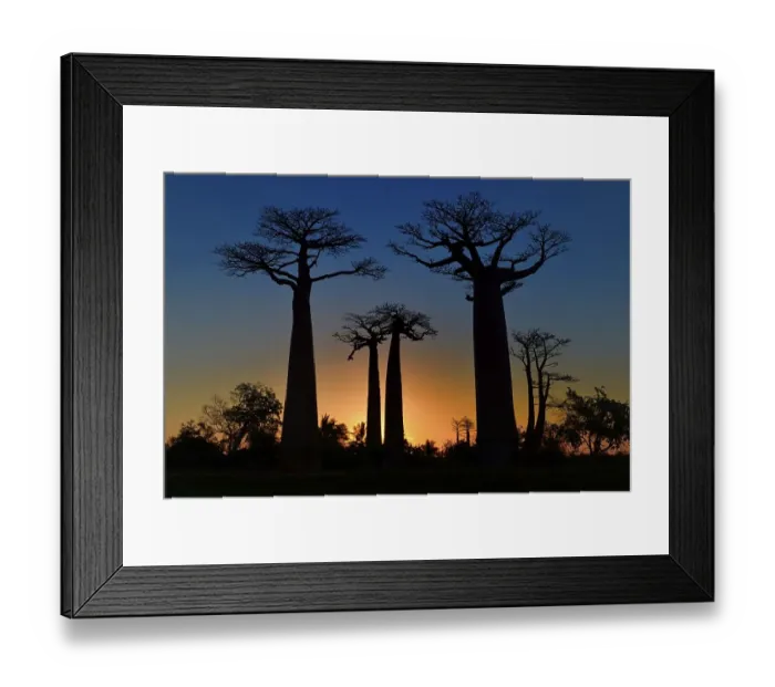 Framed Print : Grandidier's Baobab or Baobab Trees (Adansonia grandidieri) on the Baobab Avenue at sunset Framed Print : Grandidier's Baobab or Baobab Trees (Adansonia grandidieri) on the Baobab Avenue at sunset