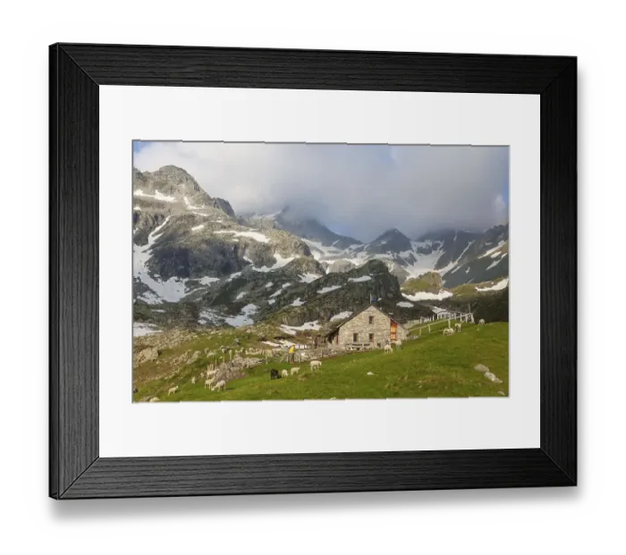Framed Print : Flock of sheep at the Rifugio Pian delle Creste mountain hut