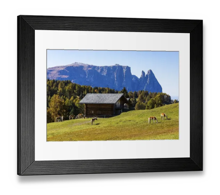 Framed Print : Alpine huts and grazing Haflinger horses (Equus ferus caballus) on the Alpe di Siusi