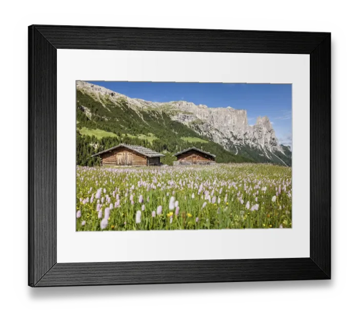 Framed Print : Flower meadow in the spring on the Seiser Alm in the Schlern-Rosengarten nature park