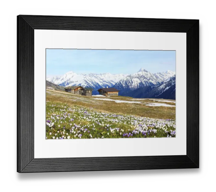 Framed Print : Old barns in a meadow of crocuses