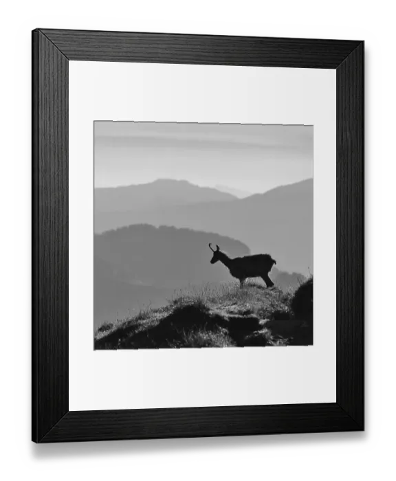 Framed Print : Silhouette of a chamoise on the ridge of Mount Niederhorn