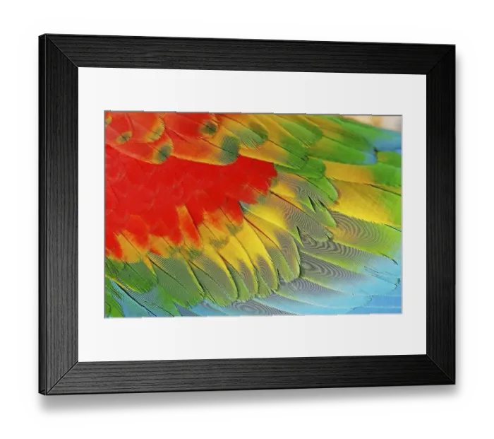 Framed Print : Hybrid of scarlet macaw and red-and-green macaw (Ara macao x Ara chloroptera)