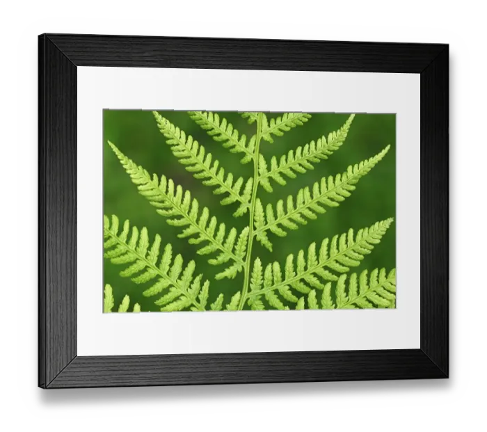 Framed Print : Lady Fern (Athyrium filix-femina)