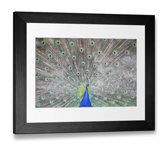 Framed Print : Detailed view of the impressive plumage of a peacock (Pavo cristatus) Framed Print : Detailed view of the impressive plumage of a peacock (Pavo cristatus)