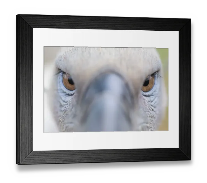 Framed Print : Close up, eyes of a Cape vulture (Gyps coprotheres)