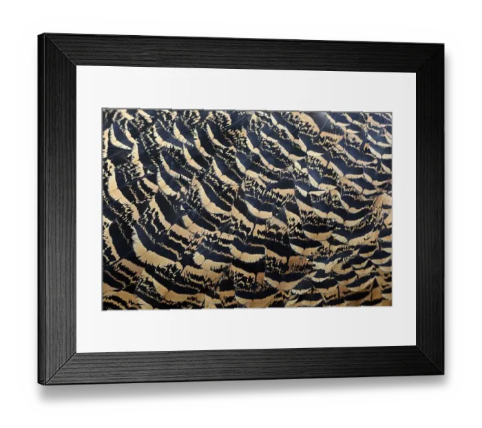 Framed Print : Plumage detail of the great bustard (Otis tarda) male Framed Print : Plumage detail of the great bustard (Otis tarda) male