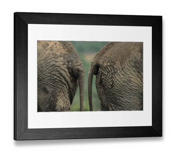 Framed Print : African elephants (Loxodonta africana) Framed Print : African elephants (Loxodonta africana)