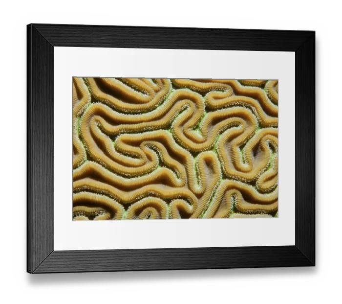 Framed Print : Graphic detail of the twists and polyps of Grooved Brain Coral (Diploria labyrinthiformis)