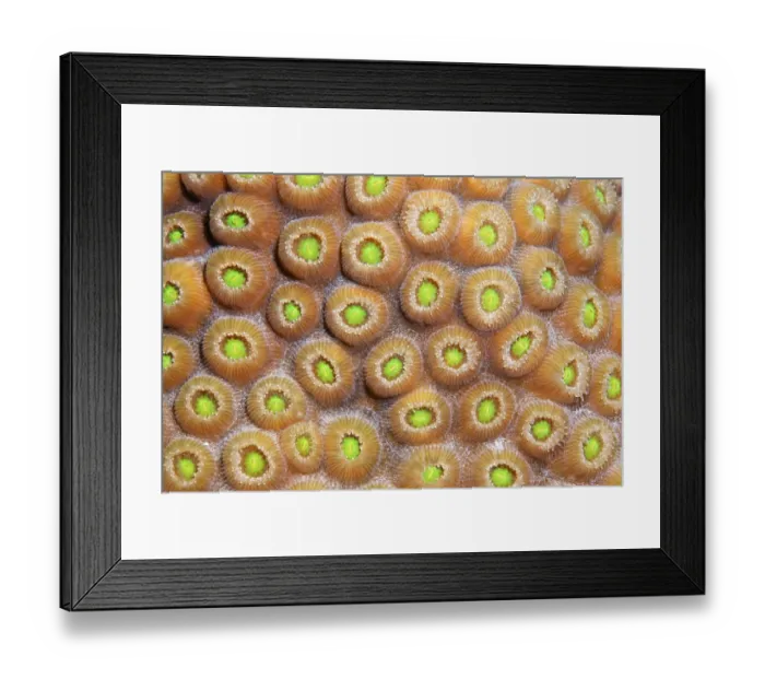 Framed Print : Graphic detail of a Favia Coral (Solanestrea sp)