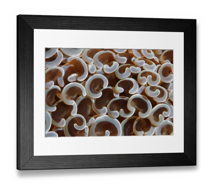 Framed Print : Graphic detail, Euphyllia Coral (Euphyllia ancora) Gangga Island