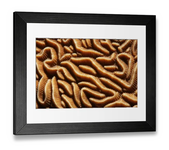 Framed Print : Pachyseris stonecoral (Pachseris rugosa)