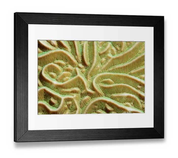 Framed Print : Stone coral detail, (Pachyseris rugosa) Bali Framed Print : Stone coral detail, (Pachyseris rugosa) Bali