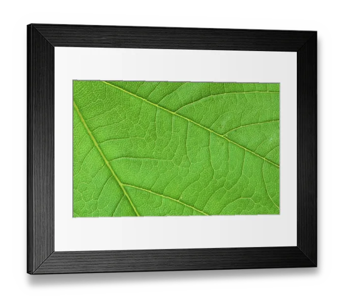 Framed Print : Sycamore (Acer pseudoplatanus)