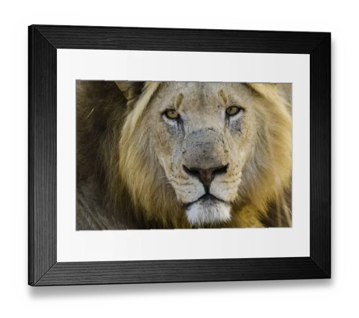 Framed Print : Lion (Panthera leo), male, Kruger National Park Framed Print : Lion (Panthera leo), male, Kruger National Park