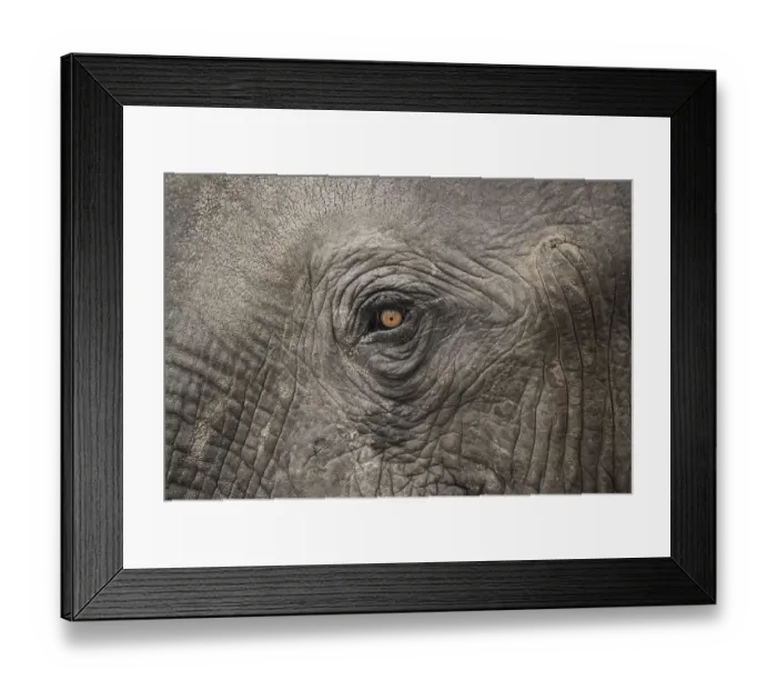 Framed Print : African elephant (Loxodonta africana) Framed Print : African elephant (Loxodonta africana)
