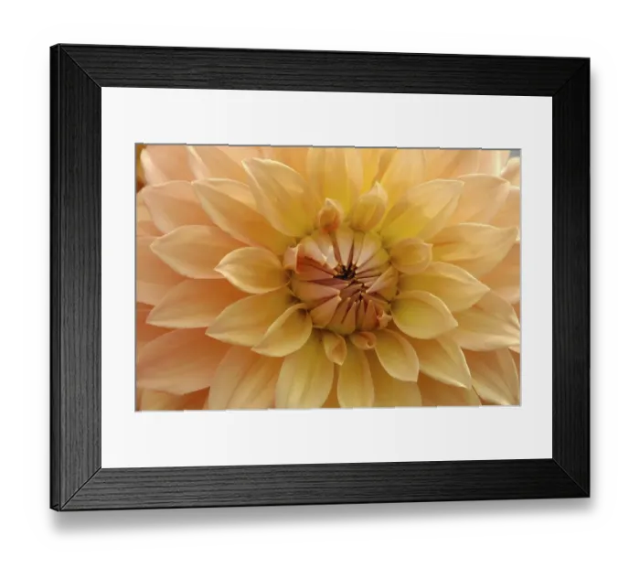 Framed Print : Dahlia
